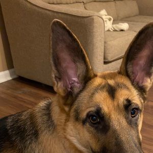 Meet your Posher, Alissa